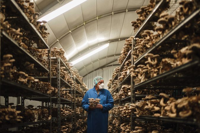 Smithy Mushrooms | Oh Brother Creative